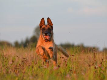 3 races de chien qui sont les plus agiles