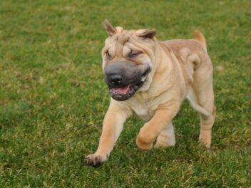 5 races de chien qui bavent beaucoup