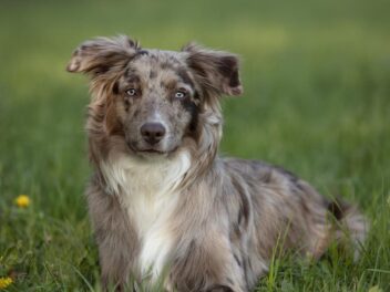 Les 3 races de chien qui ressemblent au Berger Australien
