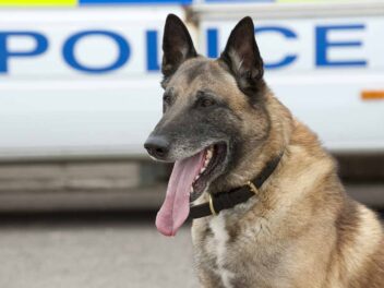 3 races de chien qui sont utilisées dans la police