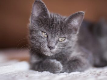 5 signes qui montrent que votre chat est triste