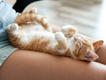 9 signes que votre chat vous aime vraiment