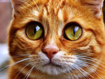 5 signes qui montrent que vous manquez à votre chat