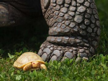 Première mondiale : Une tortue géante des Galápagos albinos est née au Tropiquarium de Servion