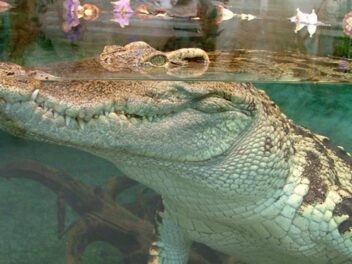 Tropiquarium de Servion