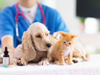 Des vétérinaires harcelés par des propriétaires d’animaux démissionnent !