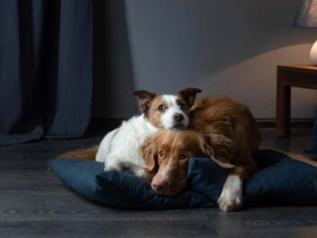Le vol de chiens, un phénomène de plus en plus fréquent