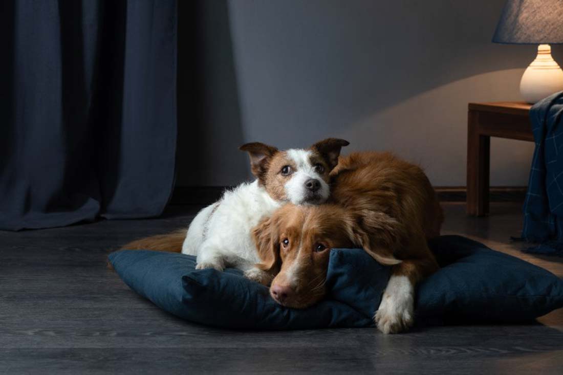 Le vol de chiens, un phénomène de plus en plus fréquent