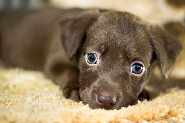 vol de chiens