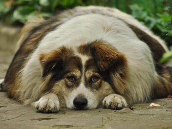 Selon une étude, 40% des chiens et chats sont en surpoids !