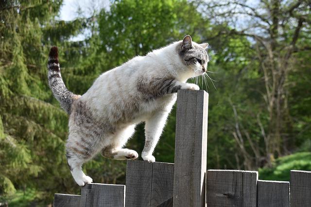 race de chat agile
