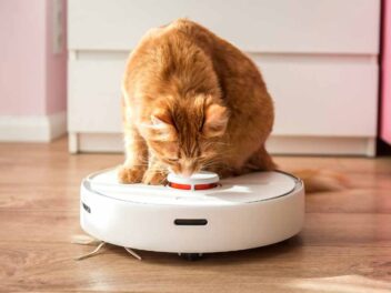 Des chats exploités sur les réseaux sociaux