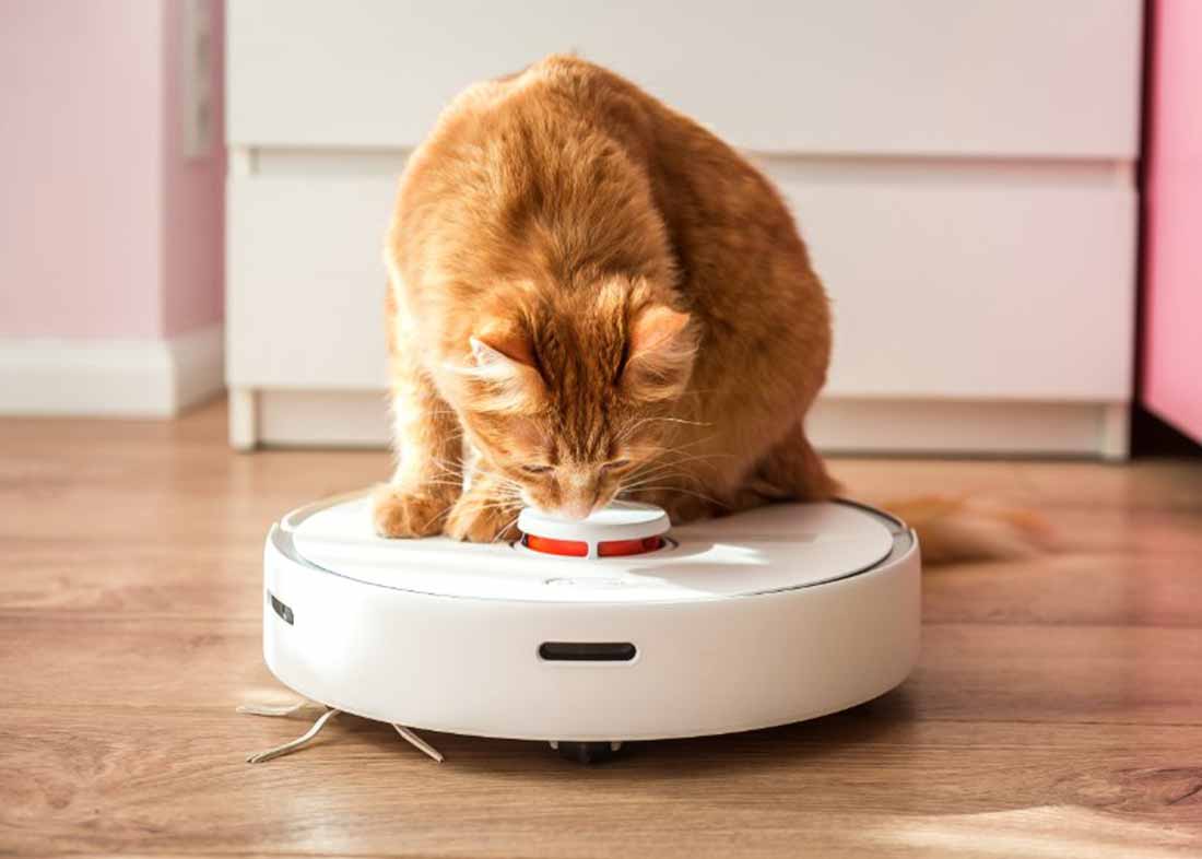 Des chats exploités sur les réseaux sociaux