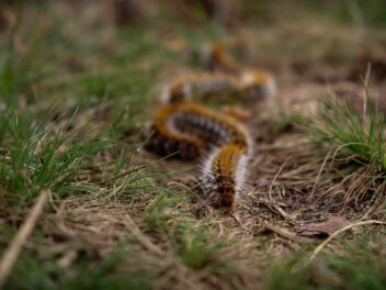 Protégez vos animaux, les chenilles processionnaires sont de retour