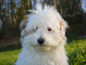 Les chiens de race de plus en plus populaires !