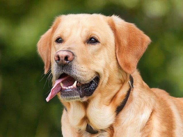 labrador couleur jaune