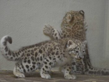2 panthères des neiges naissent au Zoo de Servion