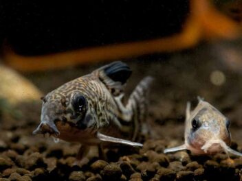 Les poissons nettoyeurs ou les indispensables d’un aquarium