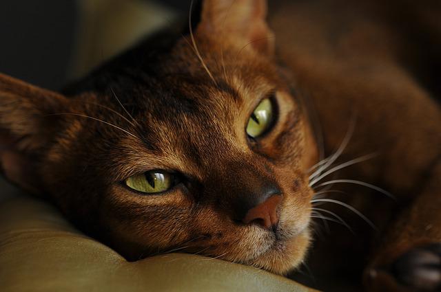 race de chat aime le chaud