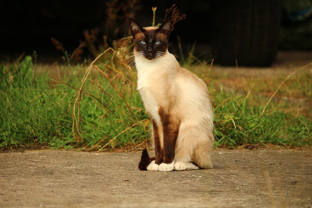 race de chat aime trajet en voiture