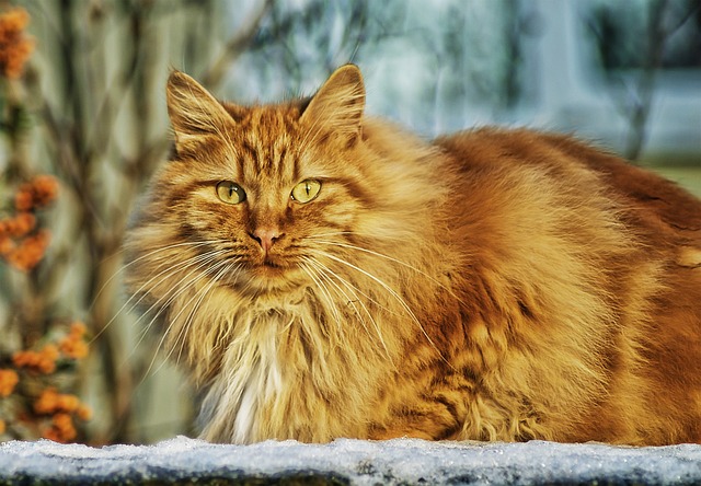 race de chat indépendante