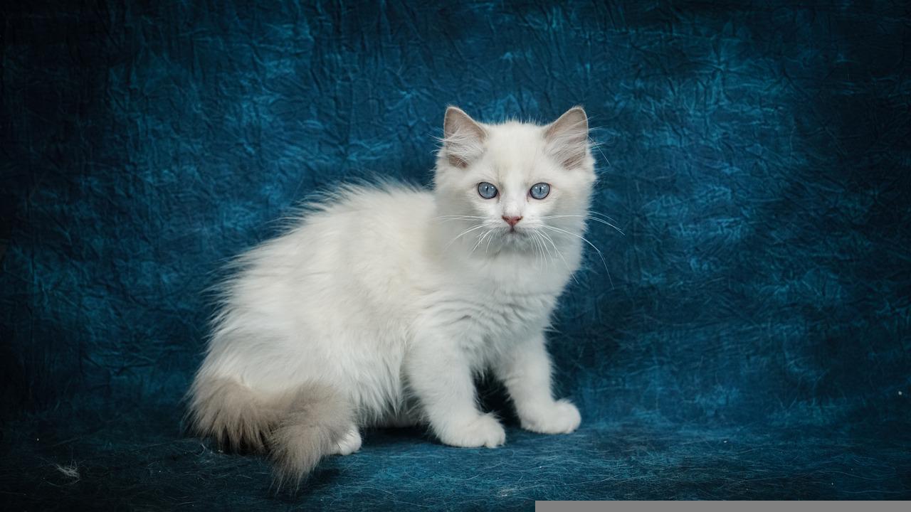 race de chat jalouse
