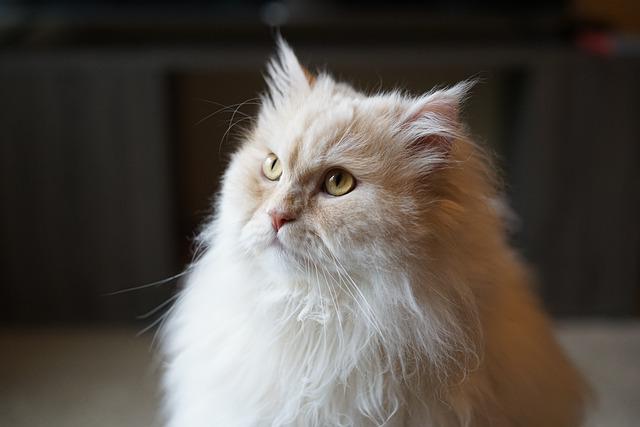 race de chat mauvais caractère