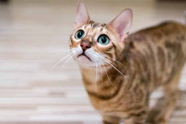race de chat moins affectueuse