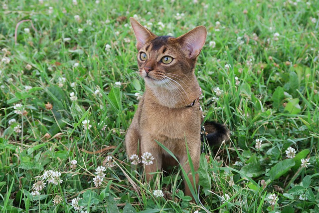 race de chat odorat développé