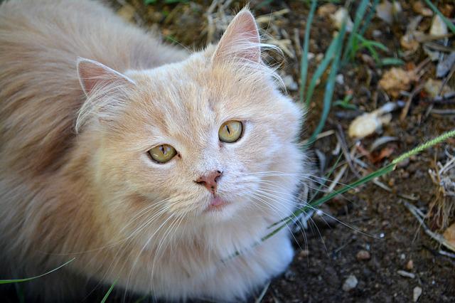 race de chat retrouve dans une série télé