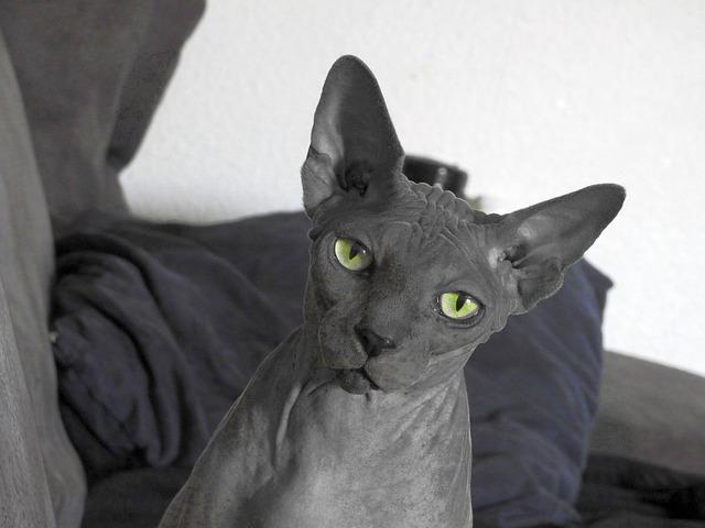 race de chat les plus têtues