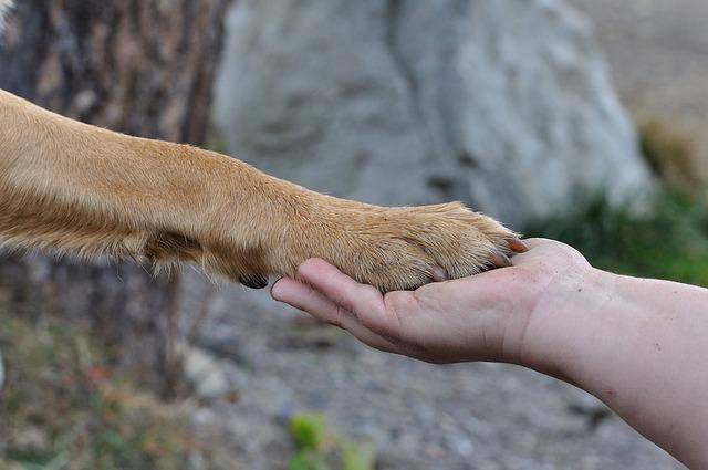 races de chien apprenne des tours