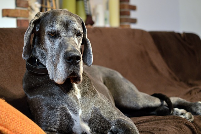 race de chien garde maison
