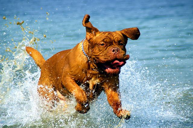 race de chien la plus lourde