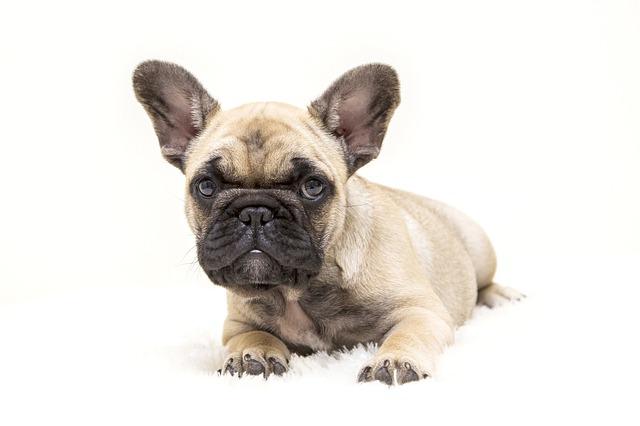 race de chien qui pète le plus