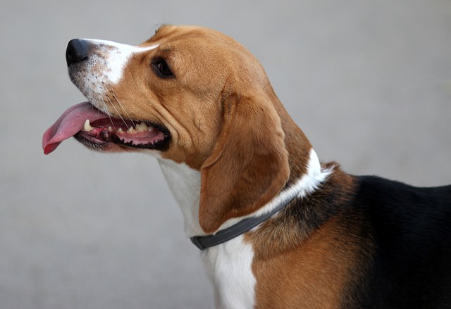 race de chien vole nourriture