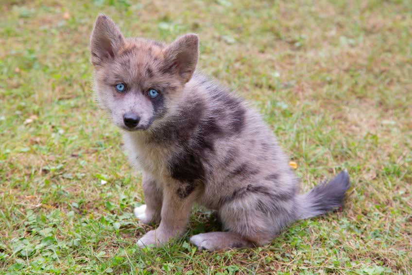 race de chien Pomsky