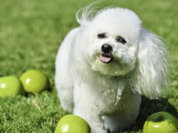 3 races de chien qui ne mordent jamais