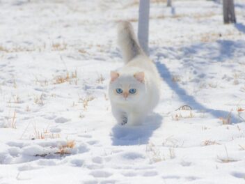 4 races de chat qui adorent la neige