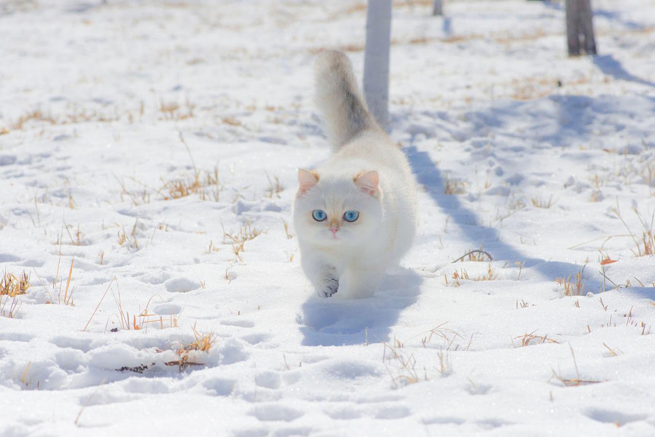 4 races de chat qui adorent la neige