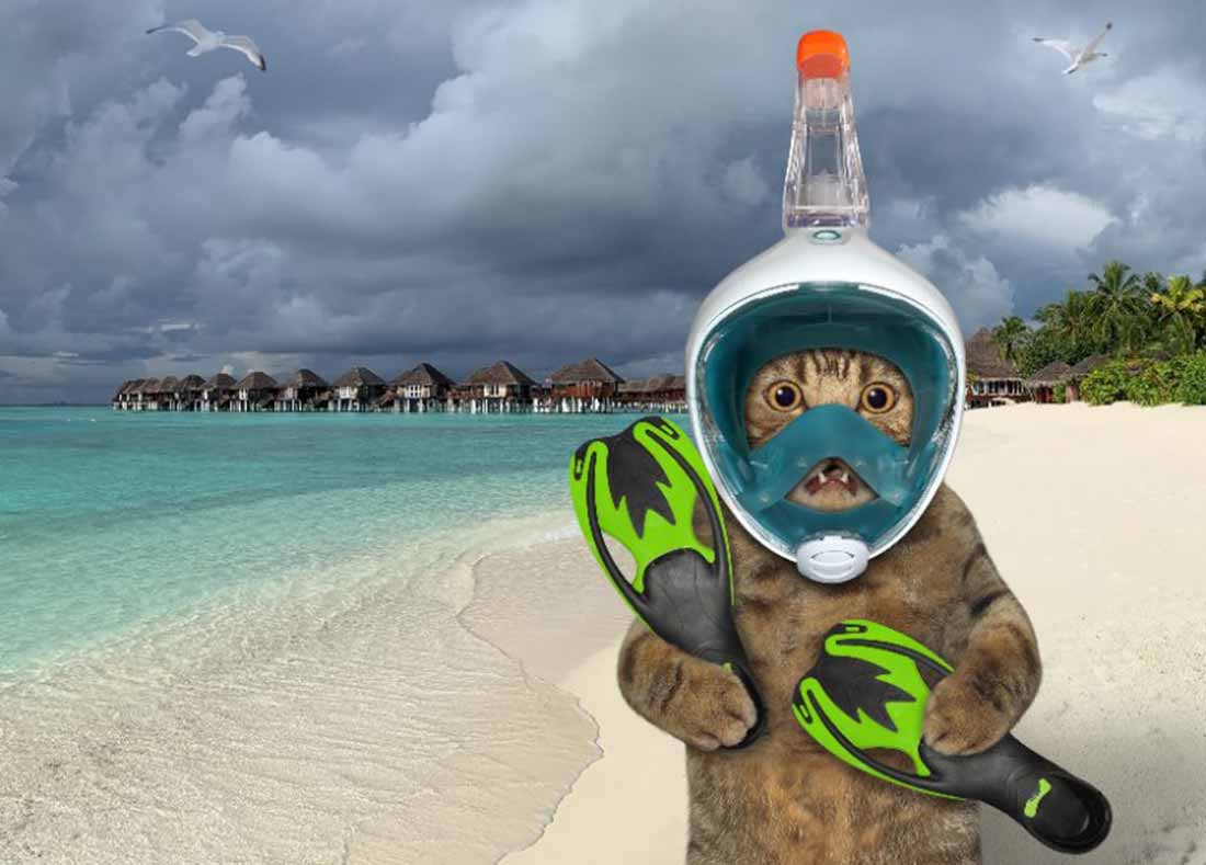 4 races de chat qui aiment l’eau