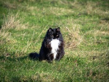3 races de chat qui aiment le froid