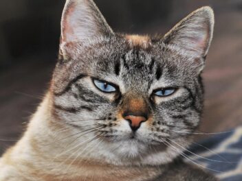 4 races de chat qui n’aiment pas voyager