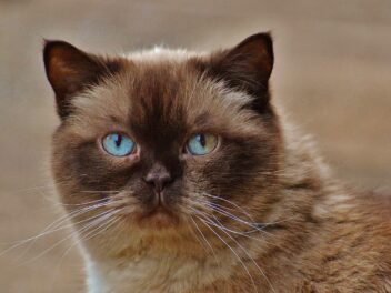 Les 9 races de chat qui ont un bon caractère