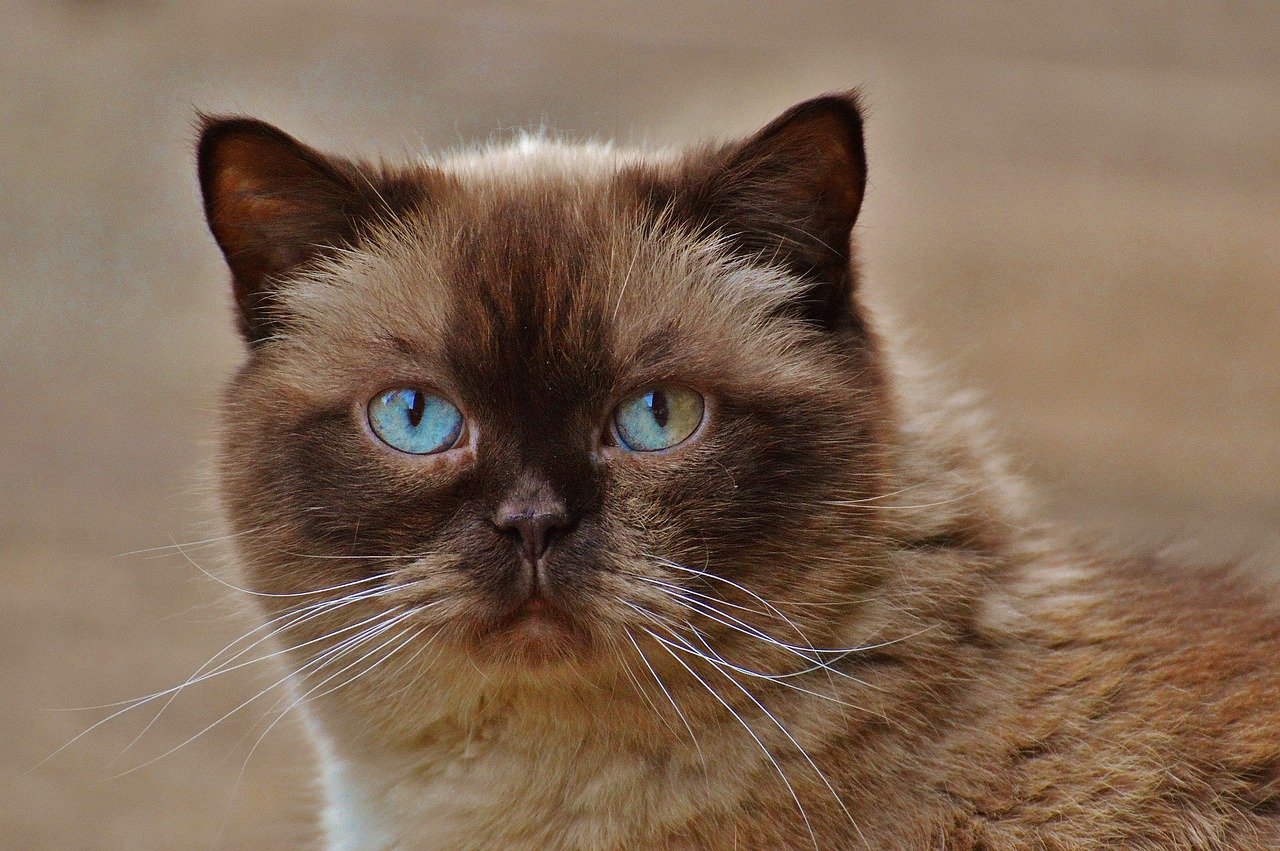 Les 9 races de chat qui ont un bon caractère