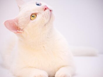 3 races de chat qui sont très chères à entretenir