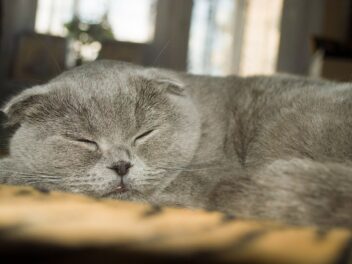 4 races de chat qui dorment beaucoup