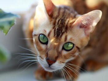 3 races de chat qui vous empêchent de dormir la nuit