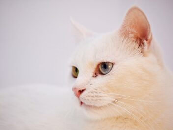 3 races de chat qui sont les plus endurantes