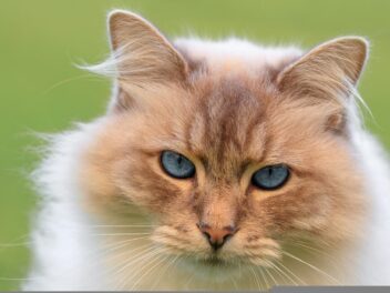 3 races de chat qui s’entendent avec un lapin